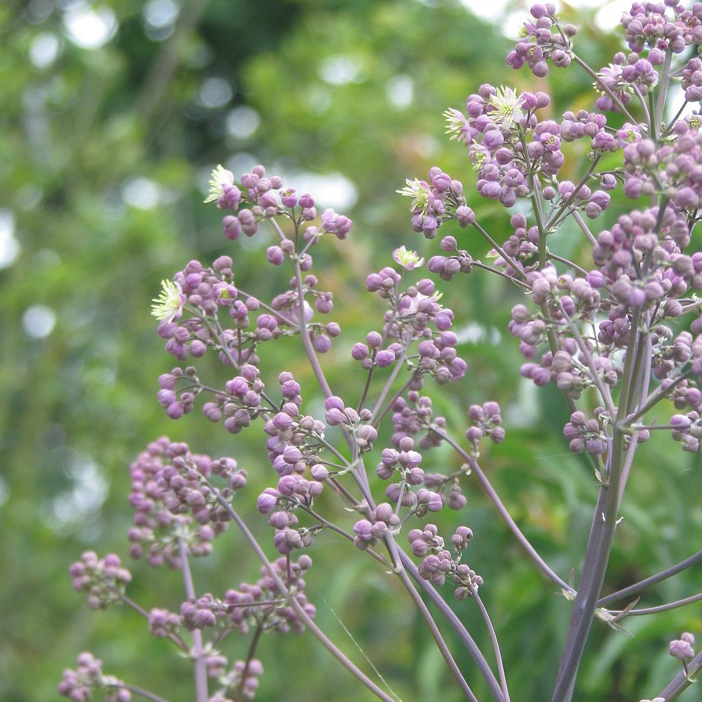 Thalictrum rochebruneanum