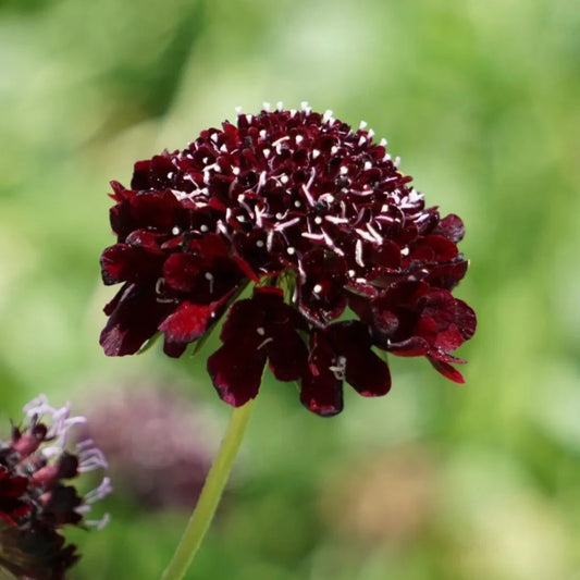 Scabiosa atropurpurea burdeo