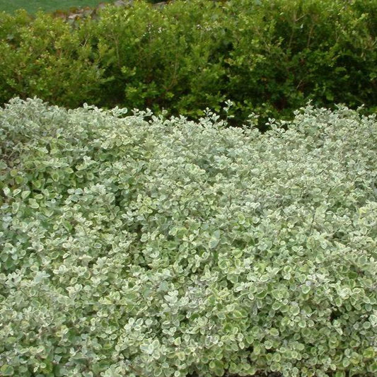 Helichrysum petiolare