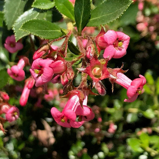 Escallonia rubra
