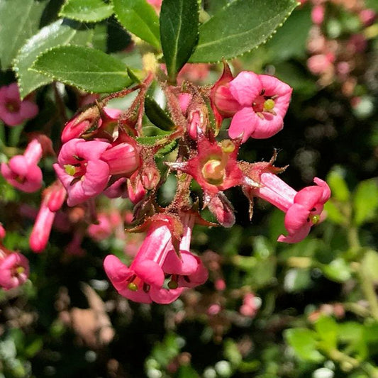 Escallonia rubra rastrera