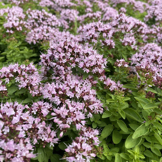 Origanum vulgare