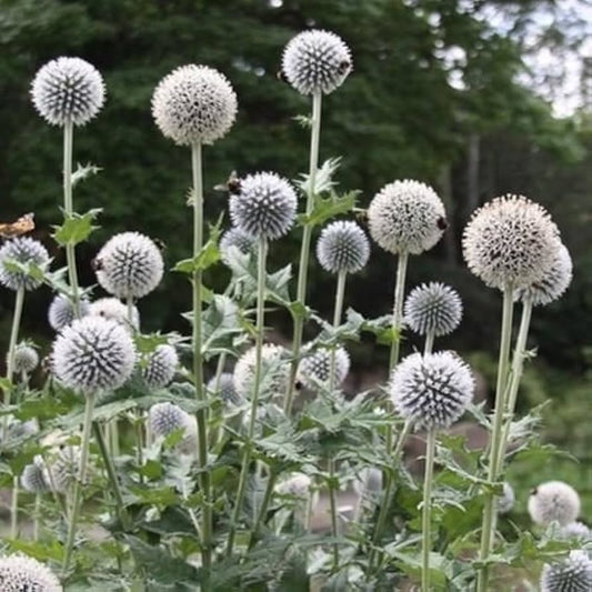 Echinops ritro blanco