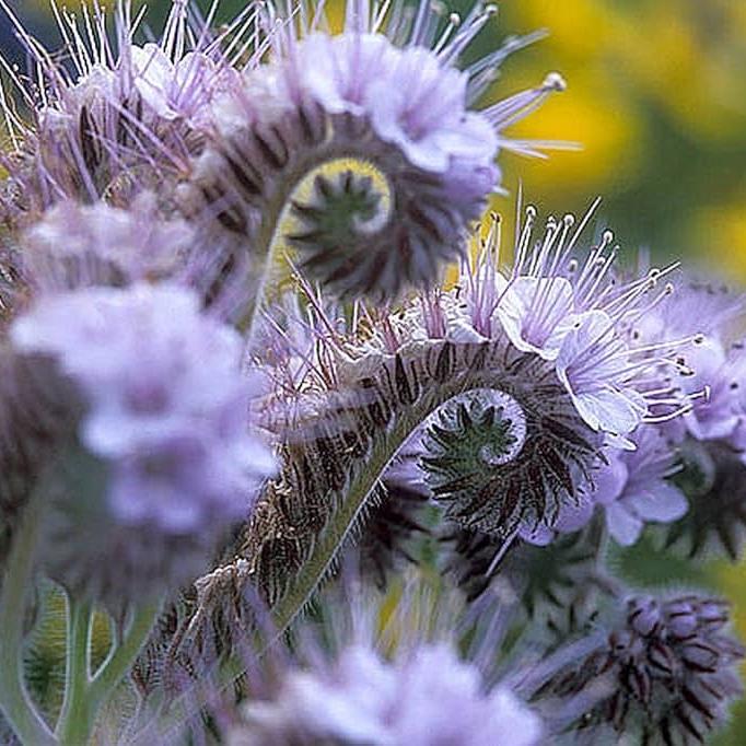 Semillas Phacelia Beehappy