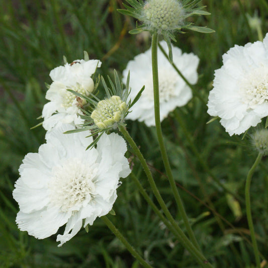 Scabiosa caucasica blanca