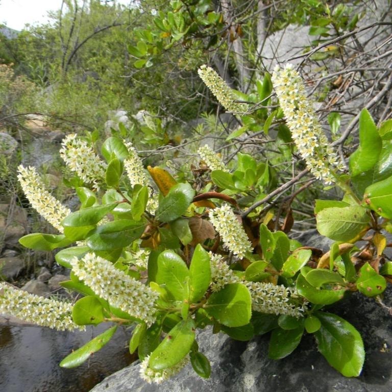 Escallonia pulverulenta
