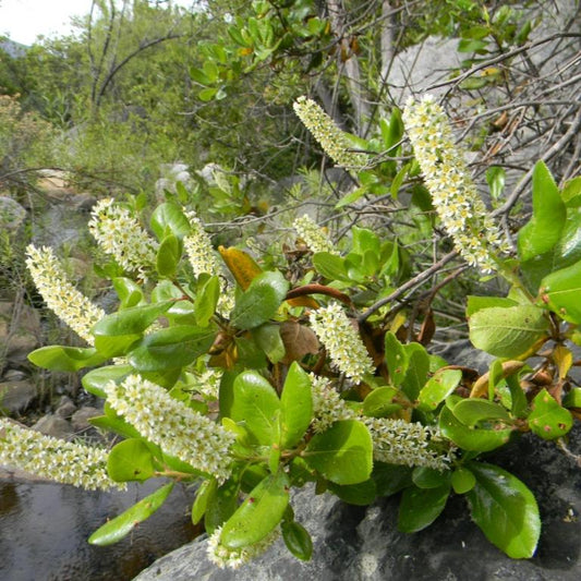 Escallonia pulverulenta