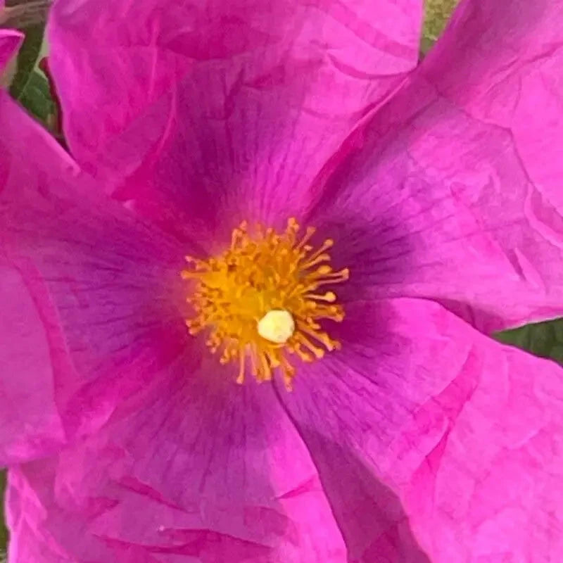 Cistus crispus