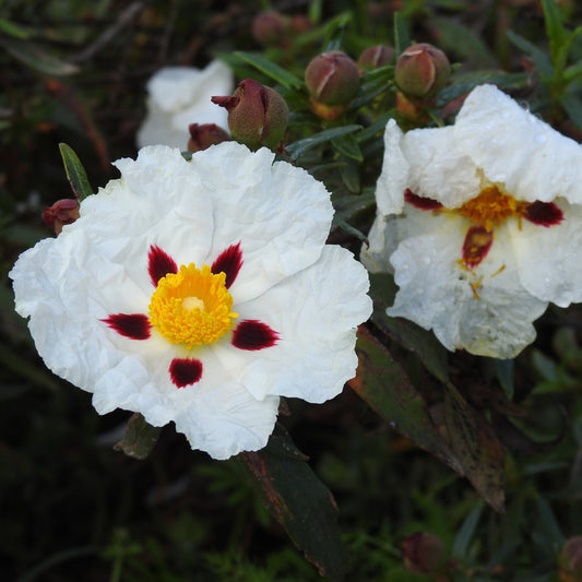 Cistus ladanifer