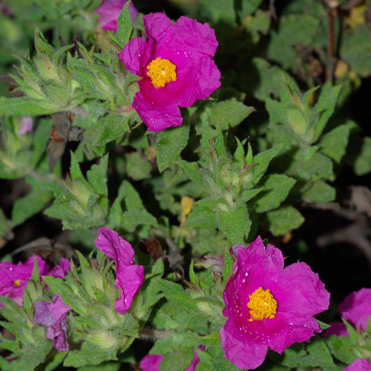 Cistus crispus