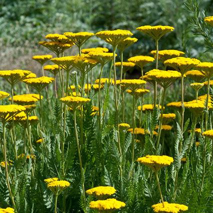 Achillea filipendulina