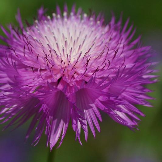 Semillas Centaurea Sweet Sultan