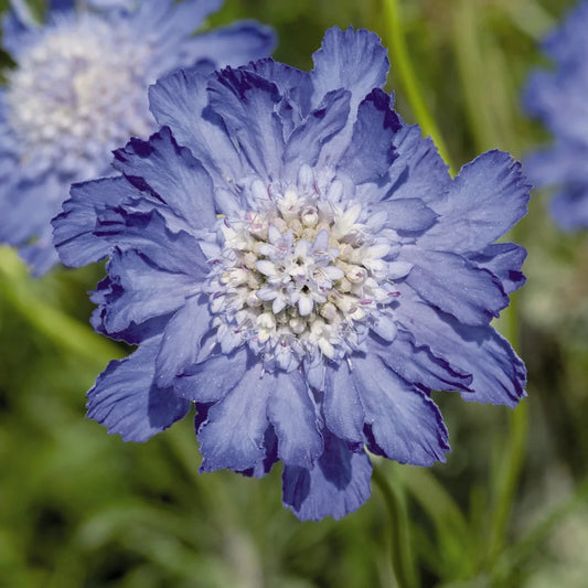 Scabiosa caucasica celeste