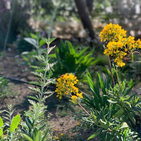 Calceolaria spp (C. Integrifolia)