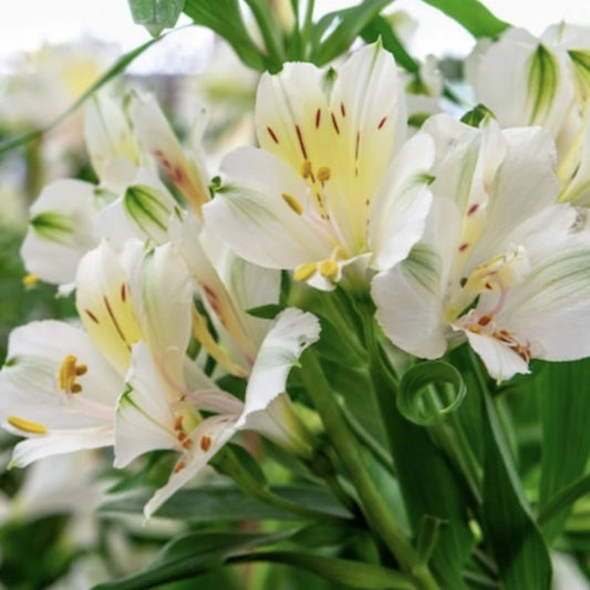 Alstroemeria flor de corte blanca
