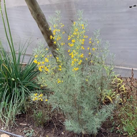 Cassia artemisioides