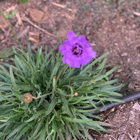 Catananche caerulea