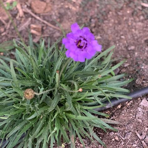 Catananche caerulea