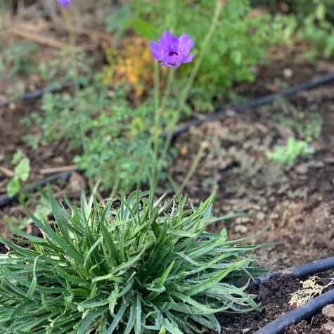 Catananche caerulea