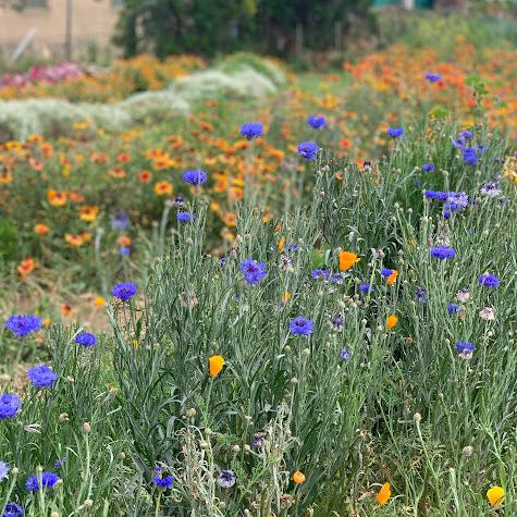 Semillas Centaurea Azul