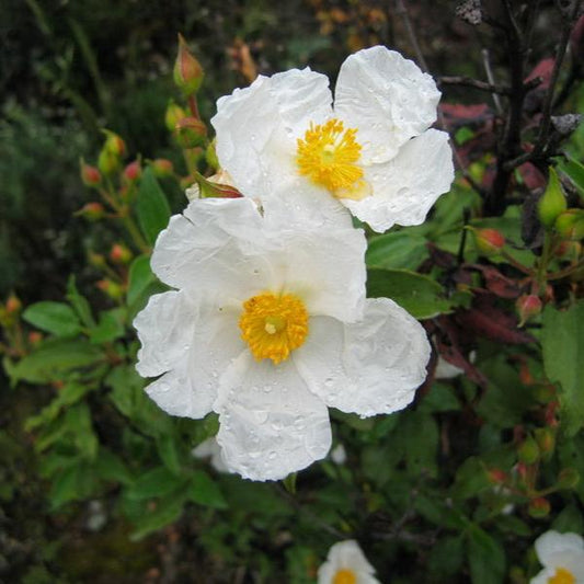 Cistus laurifolius