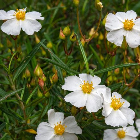 Cistus libanotis