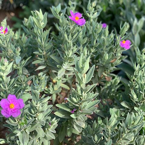 Cistus albidus