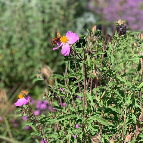 Cistus creticus o incanus