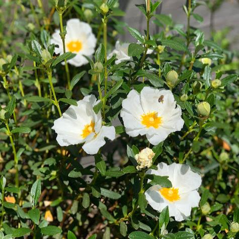 Cistus monspeliensis