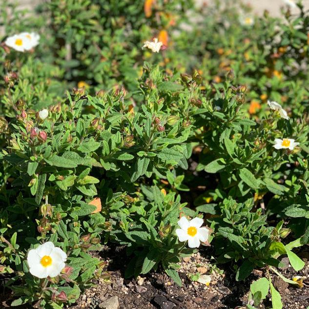 Cistus salviifolius