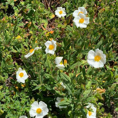 Cistus salviifolius