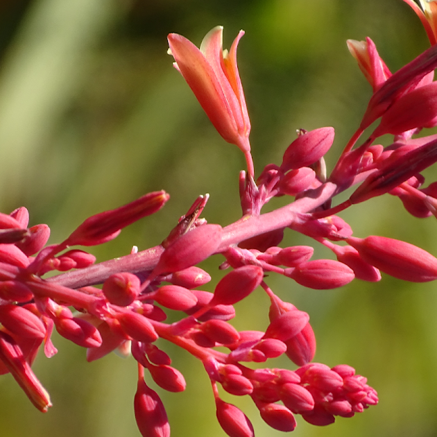 Hesperaloe parviflora