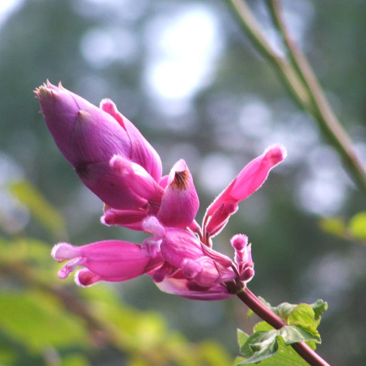Salvia involucrata