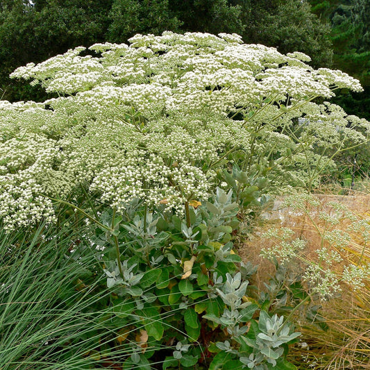 Eriogonum giganteum