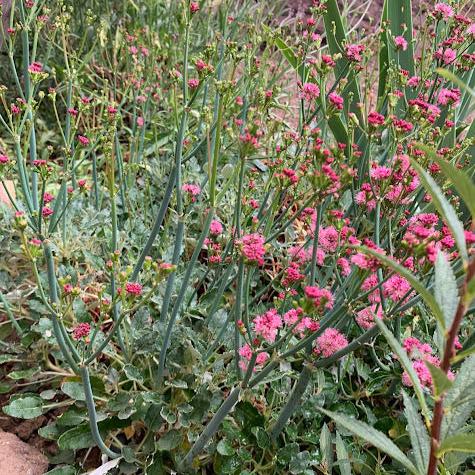 Eriogonum rubescens