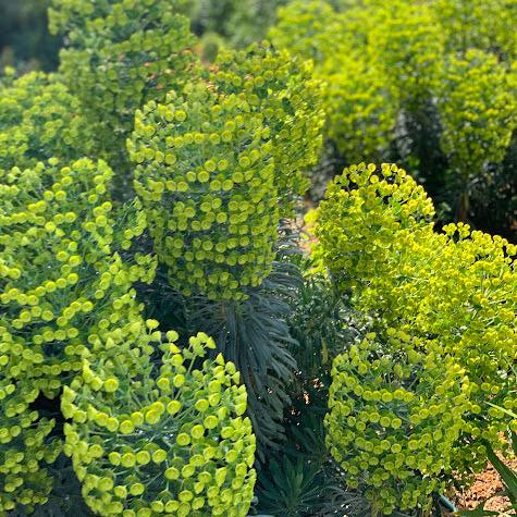 Euphorbia characias