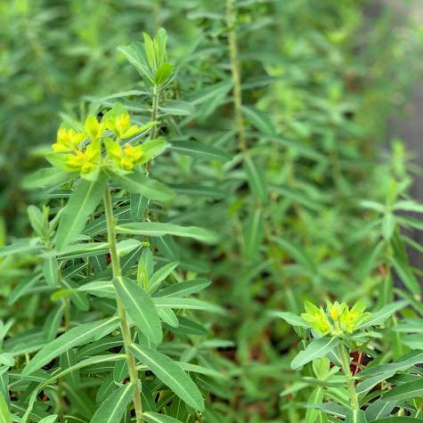 Euphorbia corallioides