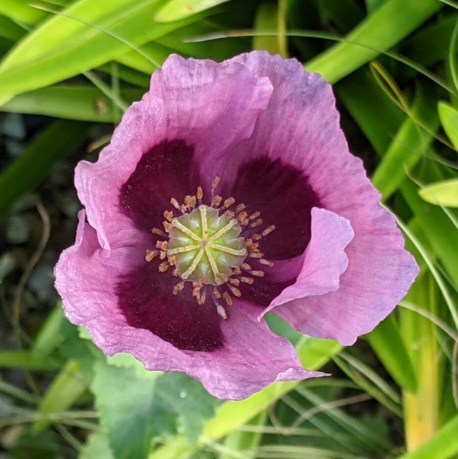 Semillas Amapola Lila