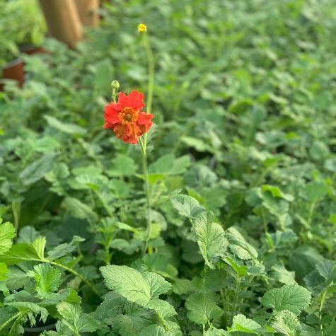 Geum chiloense rojo