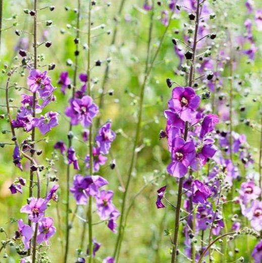 Verbascum phoeniceum wild