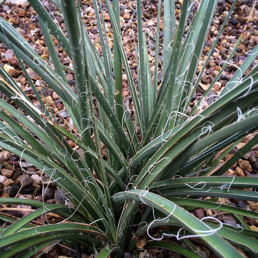 Hesperaloe parviflora