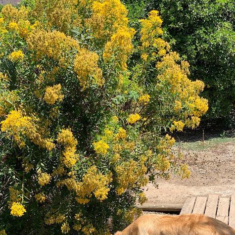 Hypericum arbustivo
