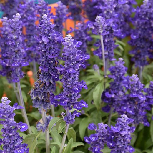 Salvia farinacea azul