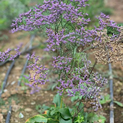 Limonium latifolium