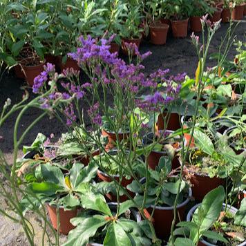 Limonium latifolium