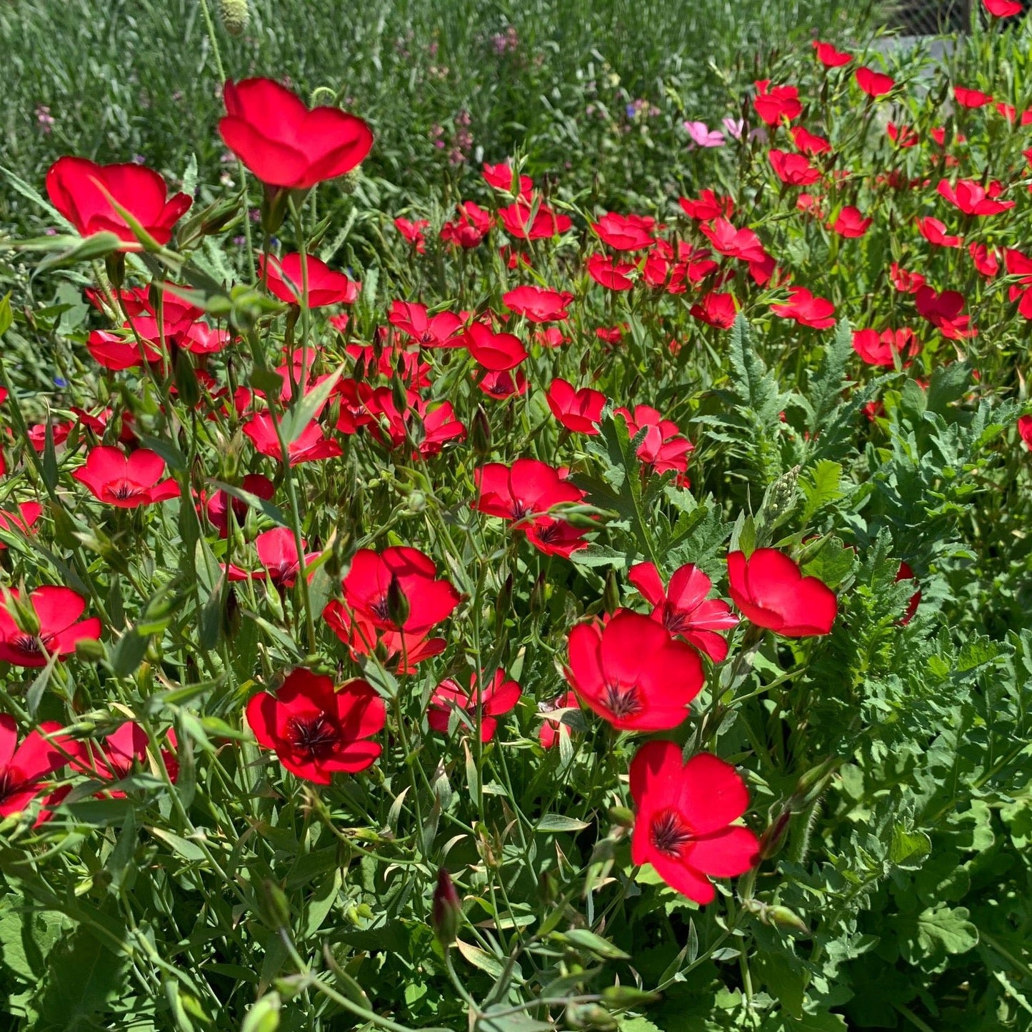 Semillas Lino Rojo