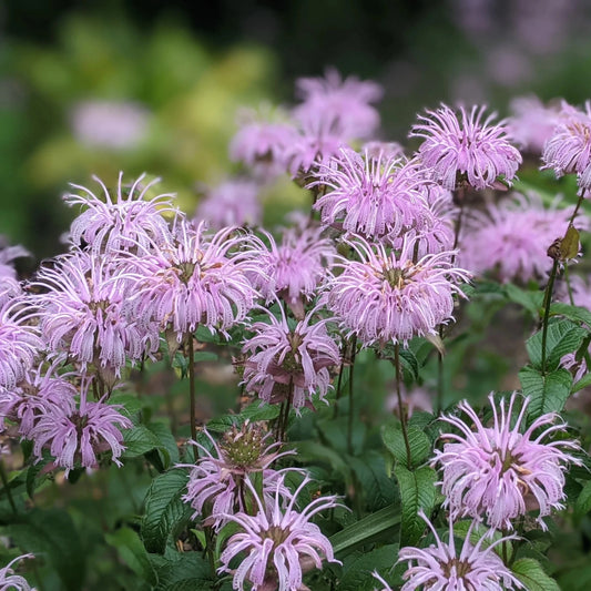 Monarda fistulosa
