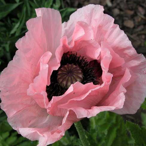 Papaver orientalis coral