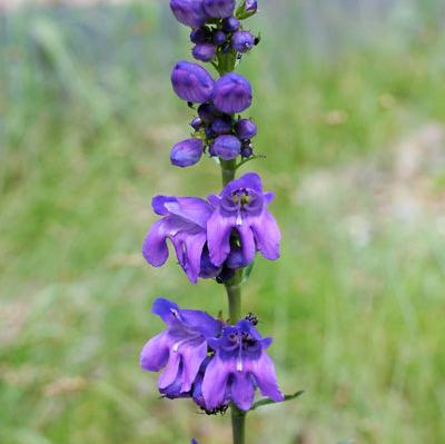 Semillas Penstemon de Montaña