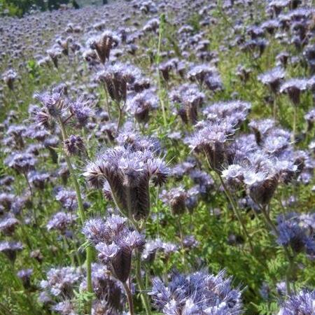 Semillas Phacelia Beehappy